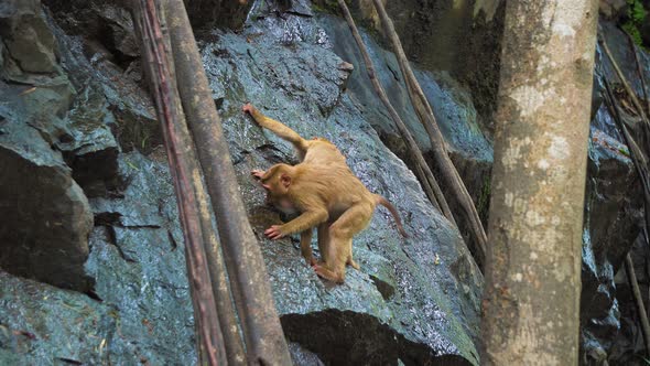 A Monkey on A Rock Rock Drinks Water in A Tropical Forest. alt