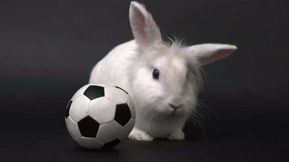White Rabbit and Soccer Ball on Black Background