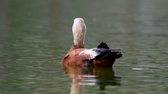 Ruddy Shelduck, single bird swims on the lake. Tadorna ferruginea