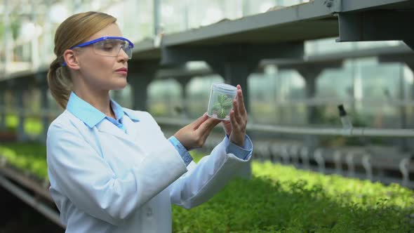 Female Researcher Looking at Plant Sample, Checking Breeding Experiment Results