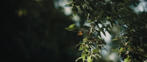 Common hackberry tree with beautiful sun light and bokeh background. alt