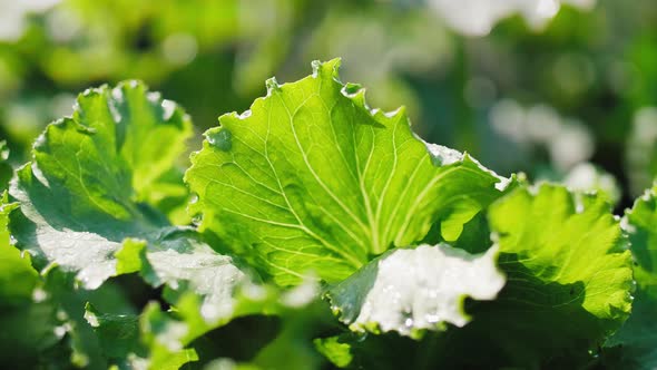 Green lettuce's leaves in the field  alt