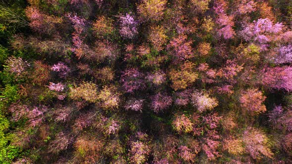 Top view over the Wild Himalayan Cherry Blossom (Prunus cerasoides) in the northern winter alt