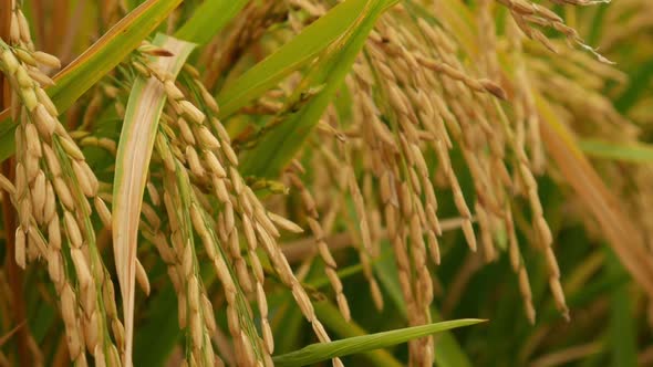 Spike Rice, Stock Footage | VideoHive