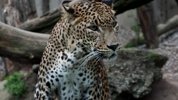 Ceylon leopard, Panthera pardus kotiya beautiful animal and his portrait.	