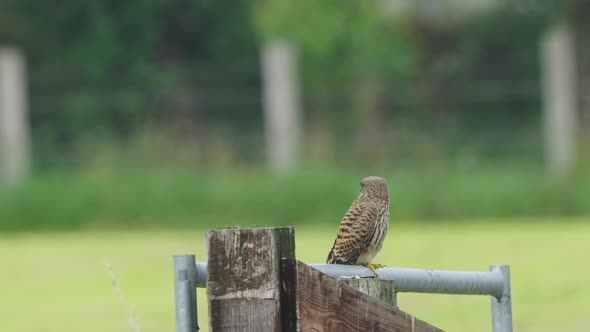 Resting Common Kestrel In Pole Metal Fence With Shallow Background. Selective Focus Shot alt