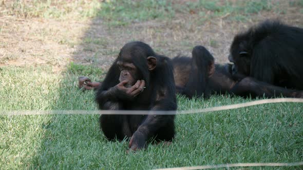 Several Chimpanzees Lying and Sitting on a Lawn in a Zoo on Sunny Day in Summer alt
