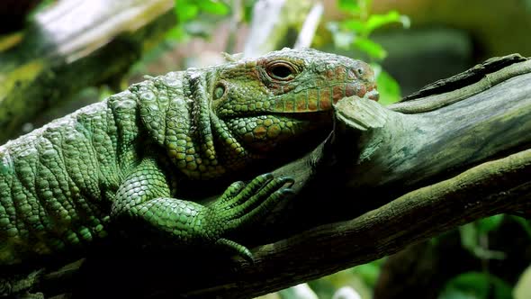 Northern caiman lizard (Dracaena guianensis) sitting on the tree