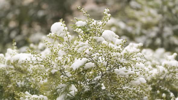 Closeup mimosa flowers covered with snow