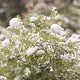 Closeup mimosa flowers covered with snow - VideoHive Item for Sale