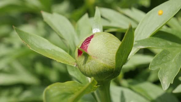 Paeonia peregrina green flower bud shallow DOF 4K 2160p 30fps UltraHD footage - Opening of Peony fam alt