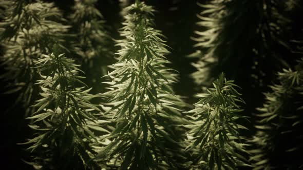 Thickets of Marijuana Plant on the Field alt