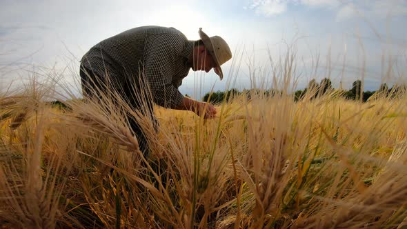Young Agronomist Standing at Cereal Meadow and Exploring Ripe Barley Stalks at Sunny Summer Day alt