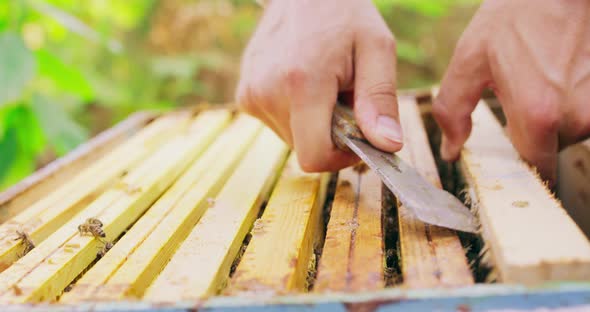 Closeup Hands of Male Beekeeper with a Bee Hive Tool in Hand Who Takes Out the Beehive Frame with a alt
