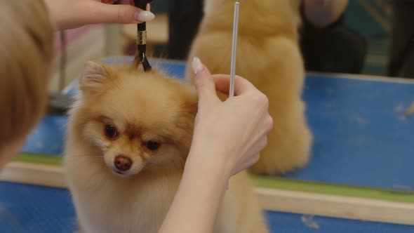 Groomer Combing Out Excess Hair and Wool From a Funny Little Spitz  Closeup alt