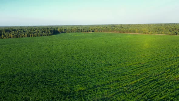 General View of the Cannabis Farm at Sunset Beautiful Shots Aerial Dron Shot alt
