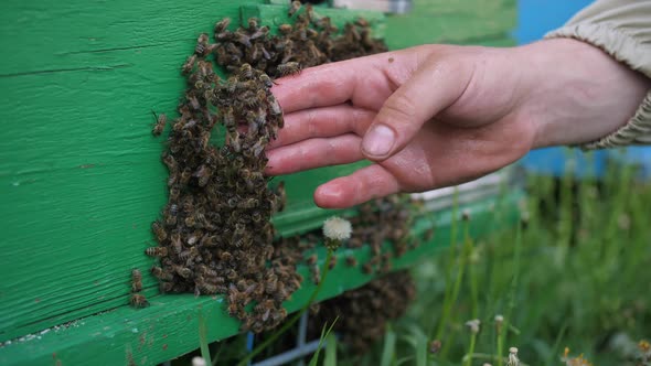 Man's Bare Hand with Many Insects Crawling Over the Bees Background