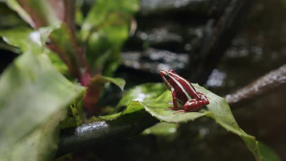 Anthony's poison arrow frog in the forest