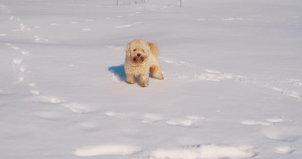 Small Dog on Walk in Snowing Day in Slowmotion alt