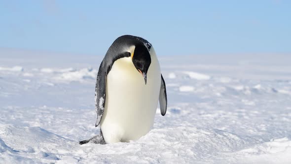 Emperor Penguin on the Snow in Antarctica