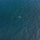 Aerial View Over Rippling Ocean Surface with the Wild Whale Seen Swimming Alone. - VideoHive Item for Sale