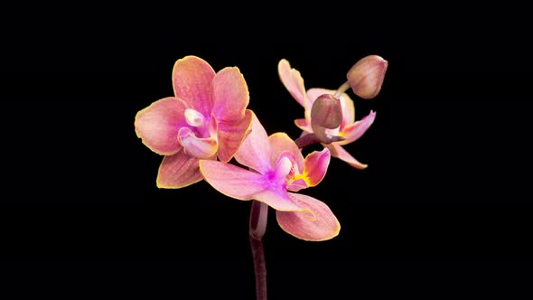 Blooming Pink Orchid Phalaenopsis Flowers alt