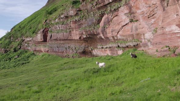 A Pack of Wild Horses at the Foot of a Mountain alt