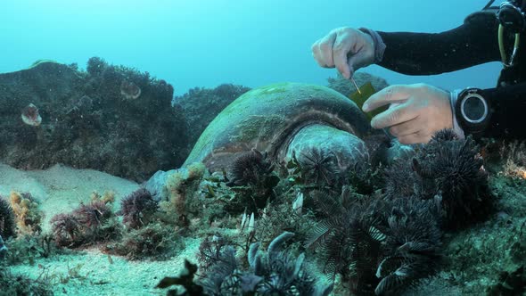 A unique view of a marine scientist using underwater equipment to collect samples from a resting sea alt
