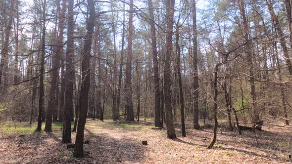 Small Road in the Forest During the Day alt