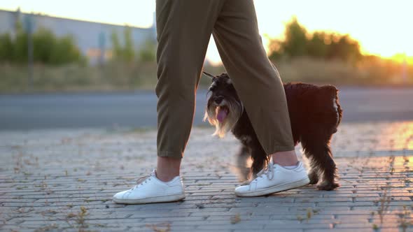 Zwergschnauzer Snakes Between His Master's Legs alt