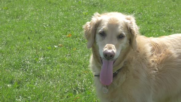 Golden Retriever Dog Standing And Looking Around In Summer