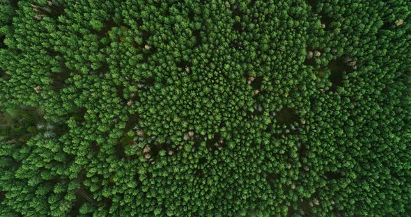 Flyover View Green Forest Panorama Deepness Mind alt