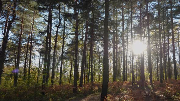 The autumn sun shines through the tree trunks. Yellow ferns ripple in the wind alt