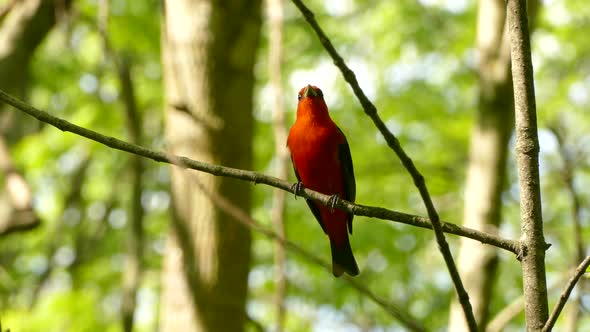 Scarlet Tanager perched on a branch, scratches itself before taking off. alt