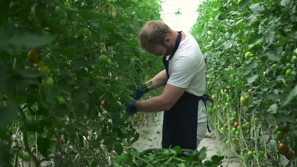 Hydroponic Greenhouse of Young Man Working with Green Vegetables in Modern Farm Spbd alt