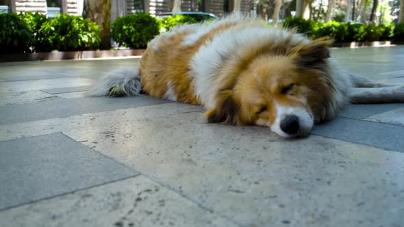 a Stray Dog with Sad Eyes Lies on a Stone Road in the Center of the City alt