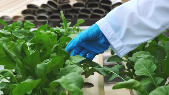 4k slow handheld female farmer wear CU gloved hands holding a seedling checking alt