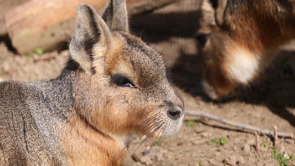 Portrait close up of cute Dolichotis Patagonum resting outdoors in sunlight alt