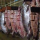 Fish Factory - VideoHive Item for Sale