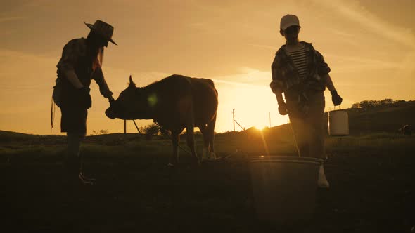 Cows Farm Concept alt