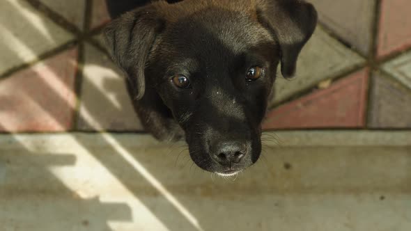 Close-up of a cute black puppy raising his head and looking at the camera alt
