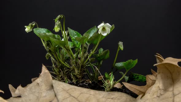 Violet Flower Blossom Timelapse alt