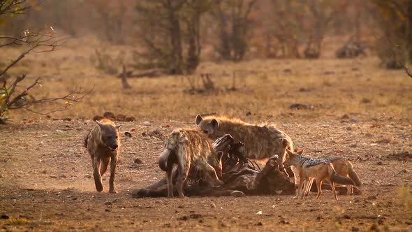 Spotted hyaena in Kruger National park, South Africa alt