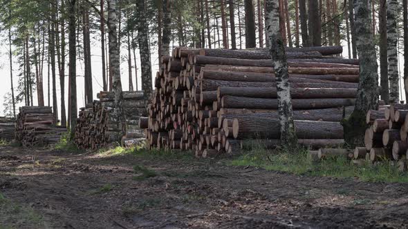 The cut trees lie in stacks in the forest. Cutting down of pine and birch forests. Deforestation