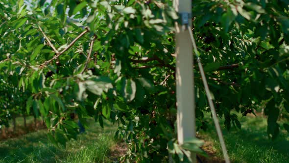 Farm Worker Woman Controlling Cultivation Process with Device on Plantation alt