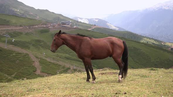 horse grazing in the meadow or mountains. Beautiful view of the natural landscape, green meadow. 