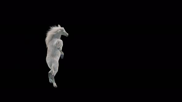 49 White Horse Dancing 4K alt
