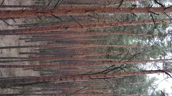 Vertical Video of Trees in a Pine Forest Slow Motion alt