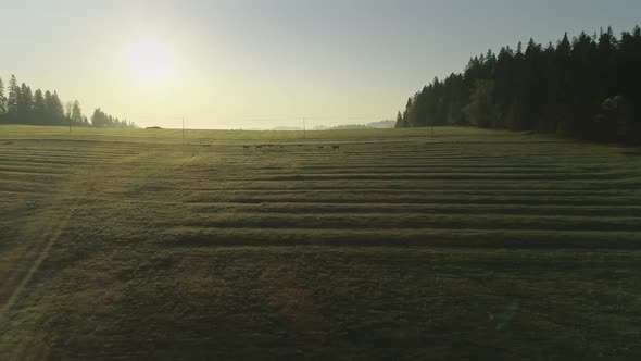 Grazing cows in green fields illuminated by rays of sun, Poland. Aerial panning alt