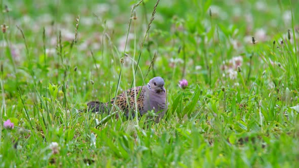 European Turtle Dove alt